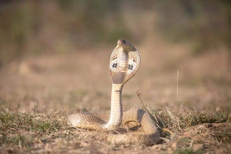  Indian Cobra