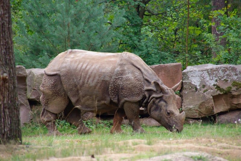 Indian-rhinoceros