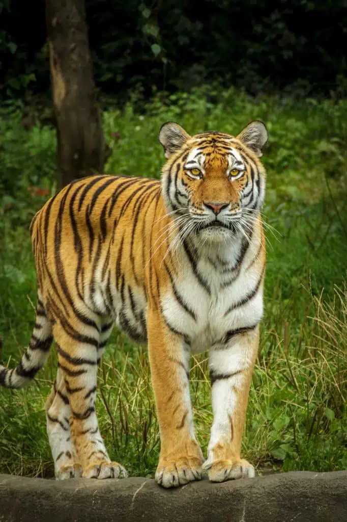 Indochinese Tiger