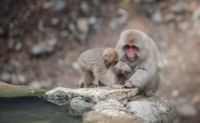 Japanese-macaque