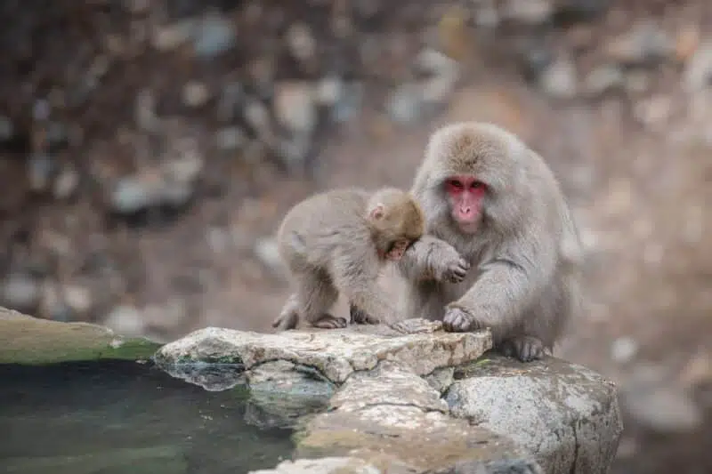 Japanese macaque - animals that start with J