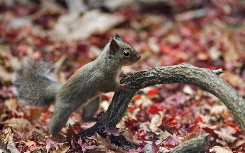 Japanese squirrels - animals that start with J