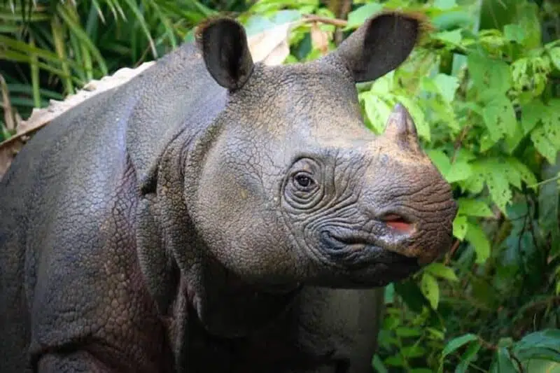Javan Rhinoceros - Animals that start with J