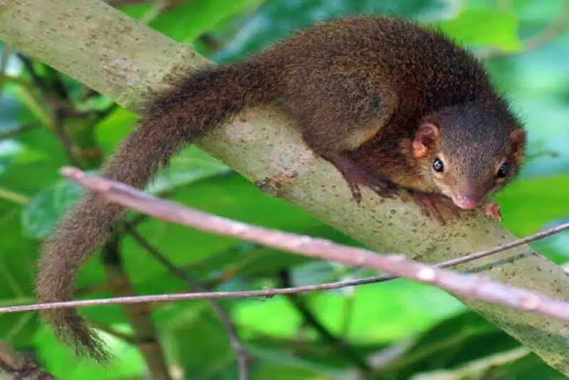 Javan tree shrew - animals that start with j