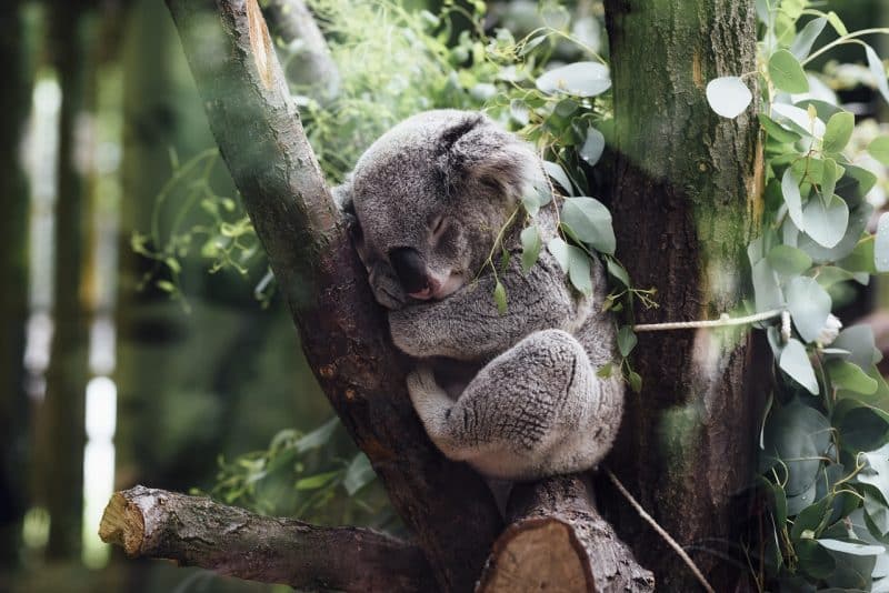 Koala - animals that start with k