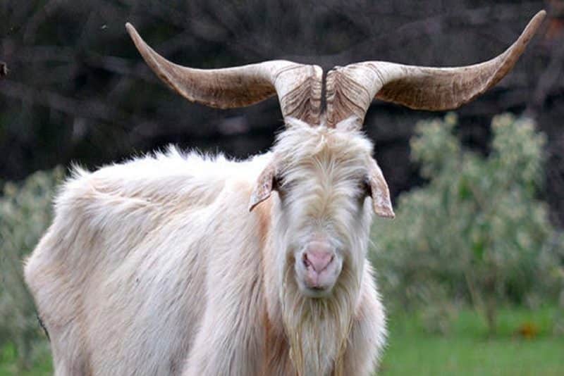 Kiko Goat - animals that start with k