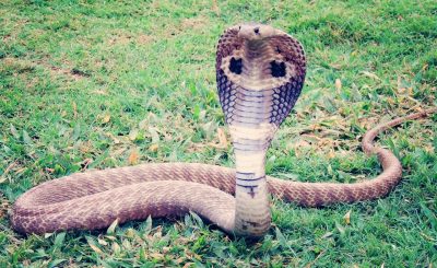 King cobra - animals that start with k