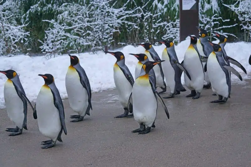 King Penguin - animals that start with k