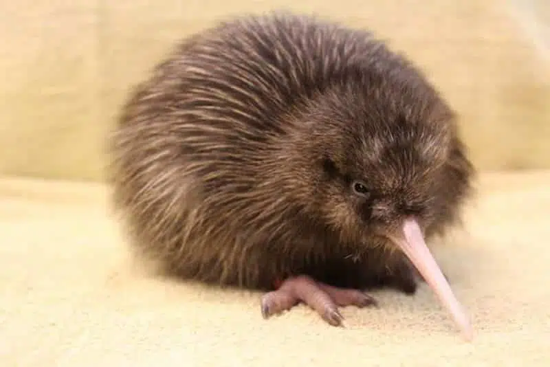 Kiwi - animals that start with k