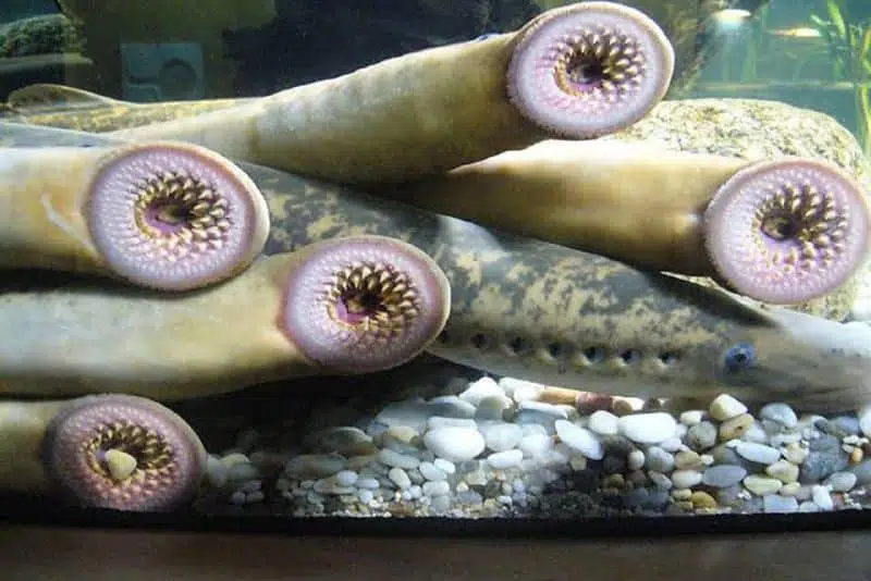 lampreys - animals that start with l