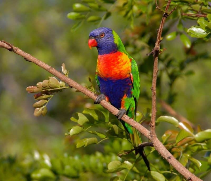 The lorikeet - animals that start with l