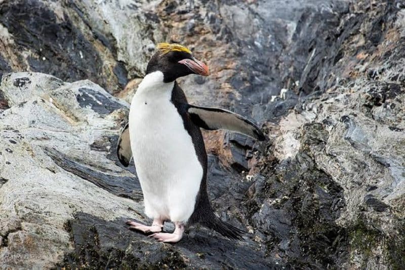 Macaroni Penguin - Animals that start with m