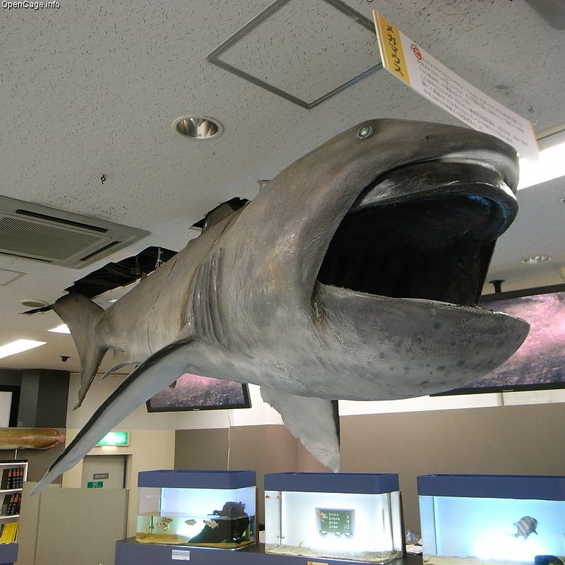 Megamouth shark Megachasma pelagios at Toba Aquarium, Japan
