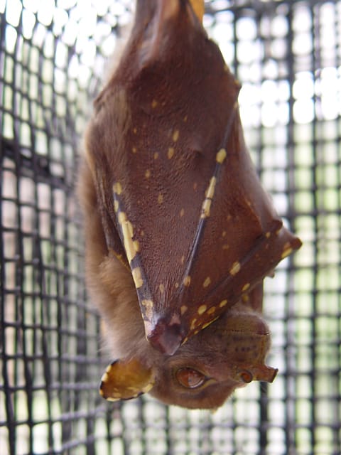 queensland bat