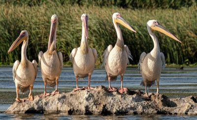Pelicans - animals that start with p