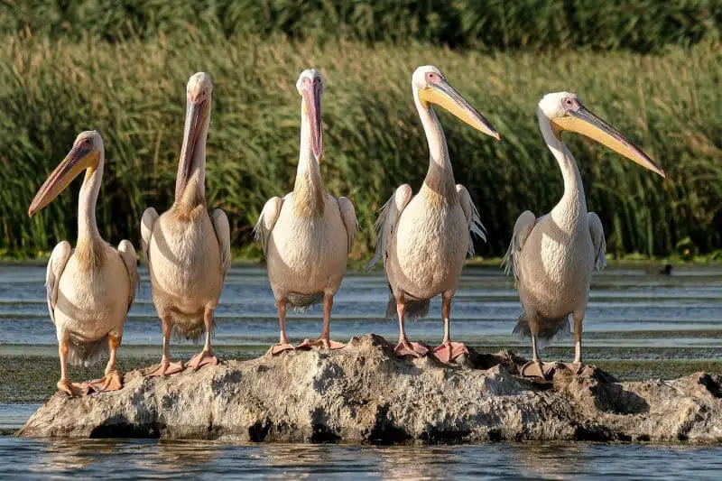 Pelicans - animals that start with p