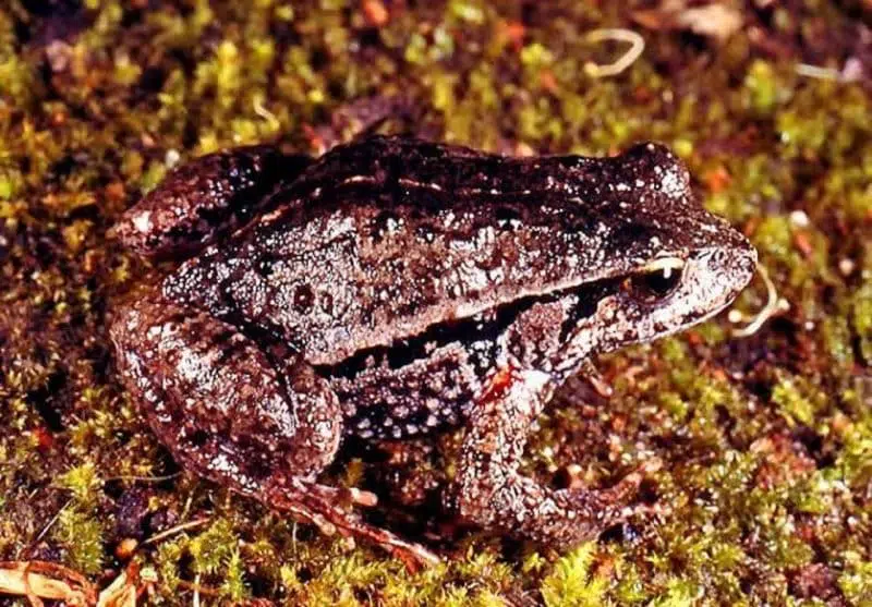 Quacking Frog - animals that start with q