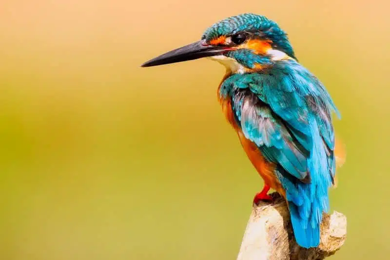 Ringed Kingfishers - animals that start with r