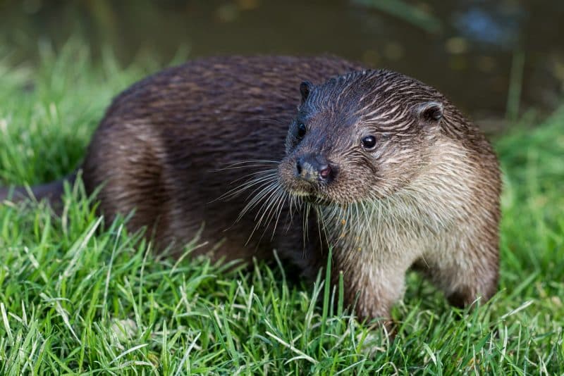 Animals in Georgia otter
