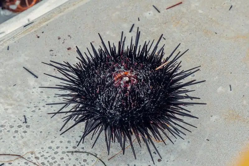 sea urchin top 10 animals with the worst memory in the world. 