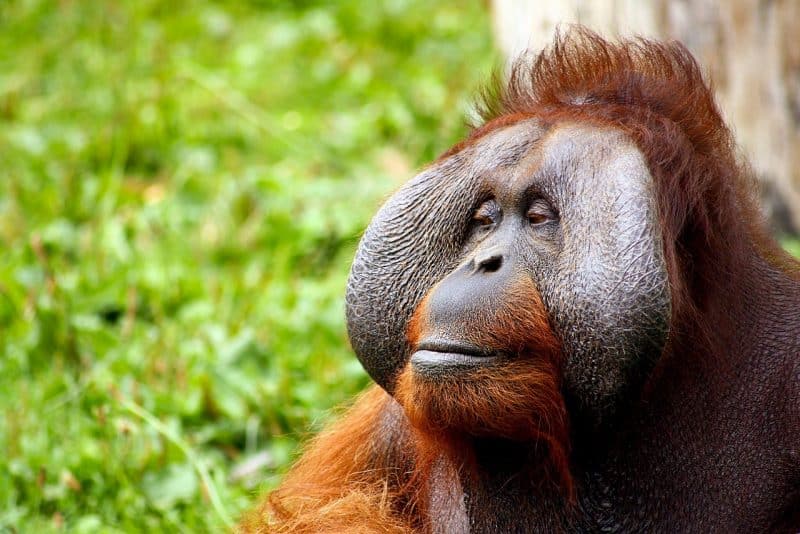 Tapanuli-orangutan