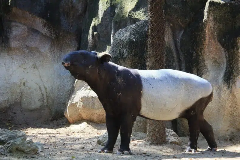 Tapir - animals that start with t
