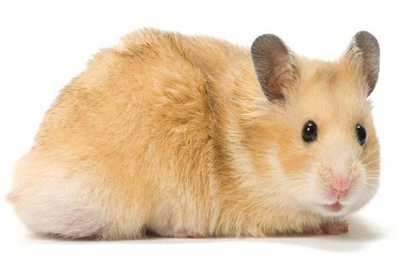 Teddy Bear Hamster - animals that start with t