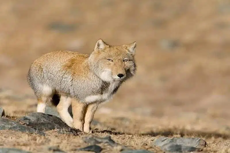 Tibetan fox