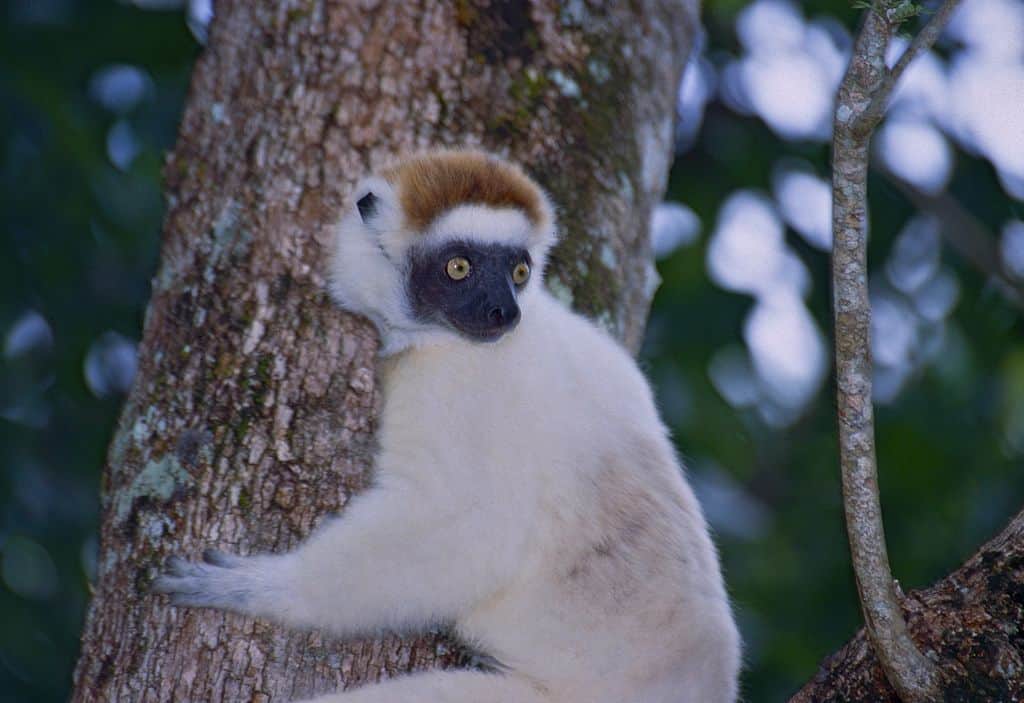 Verreaux Sifaka