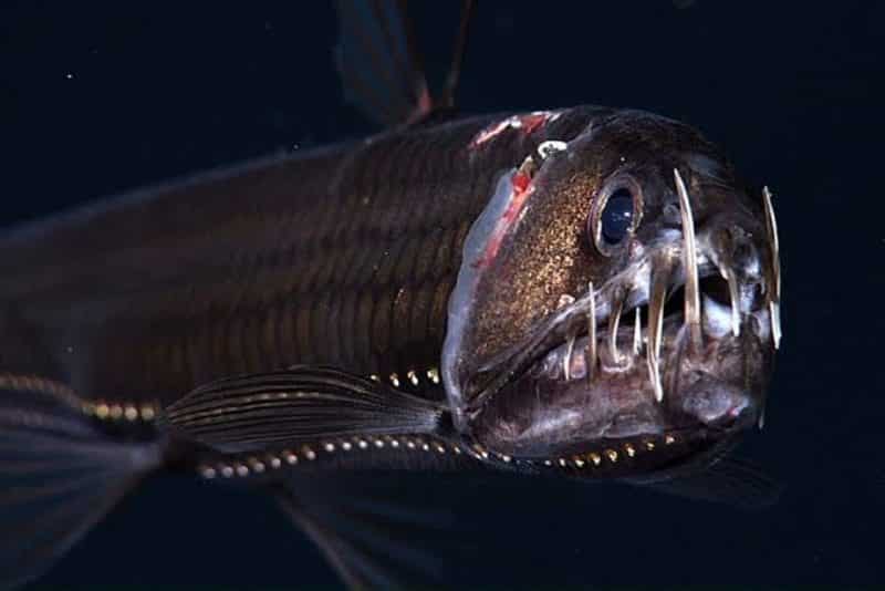 Viperfish