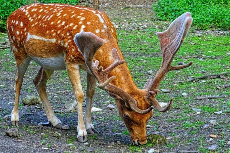 Visayan Spotted Deer