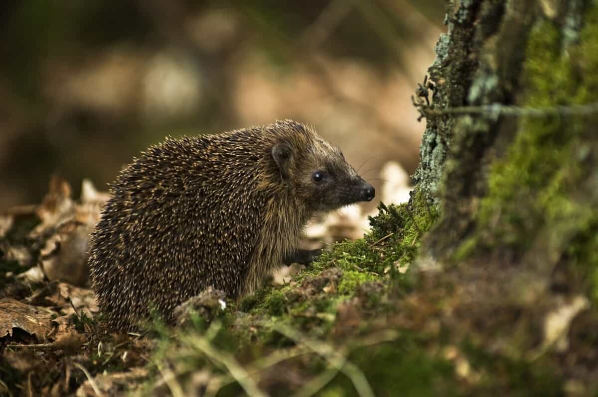 West European Hedgehog 