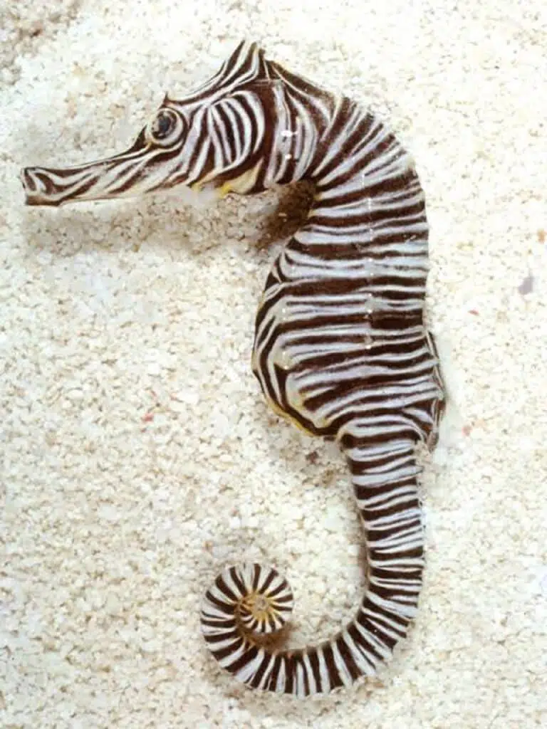 Zebra Seahorse