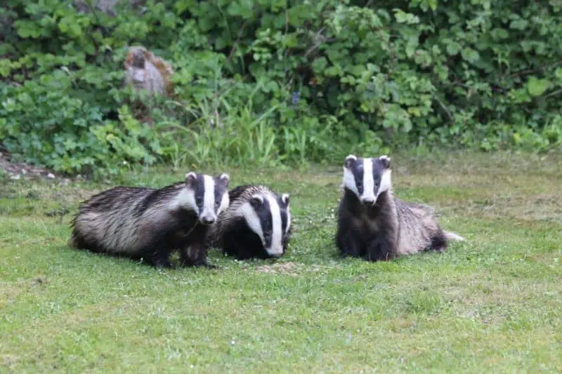 Badgers - animals that start with b