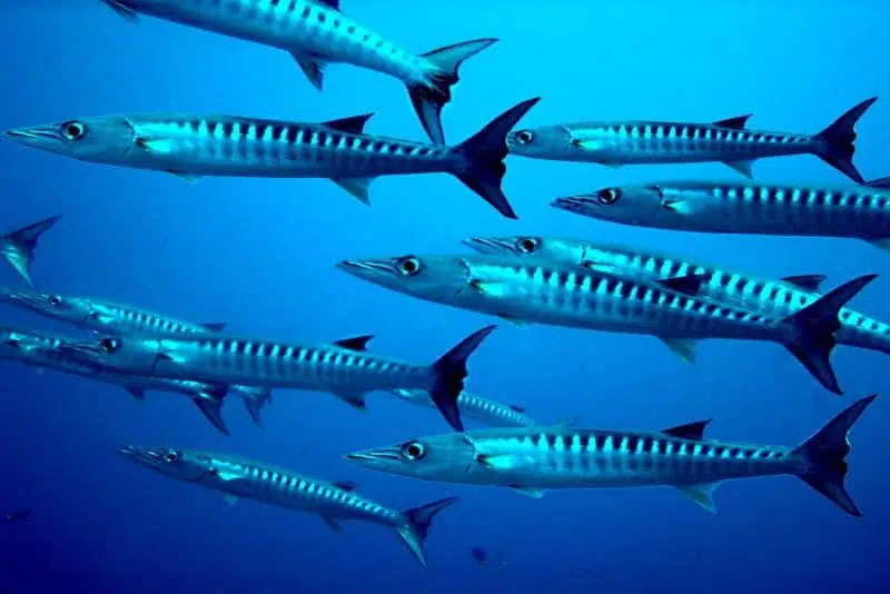 top 10 dangerous marine animals
