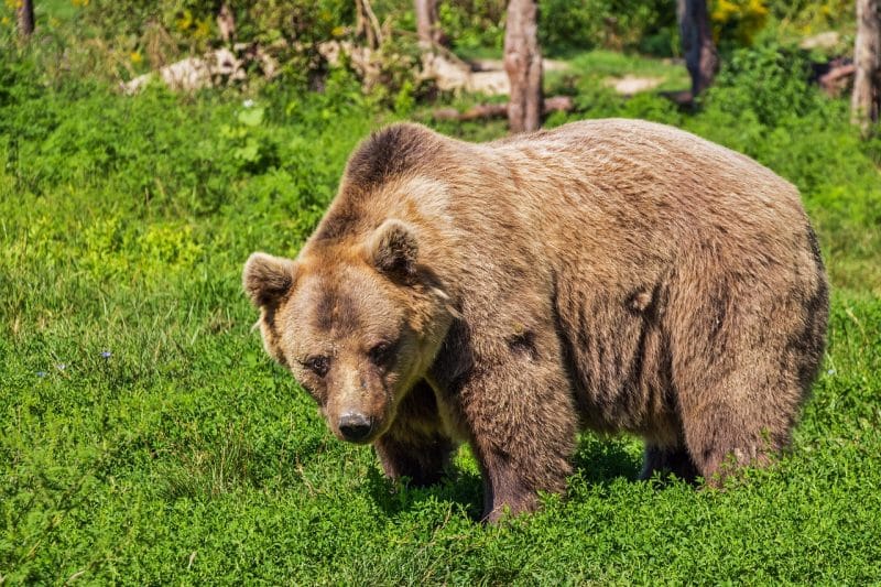 Bears - animals that start with b