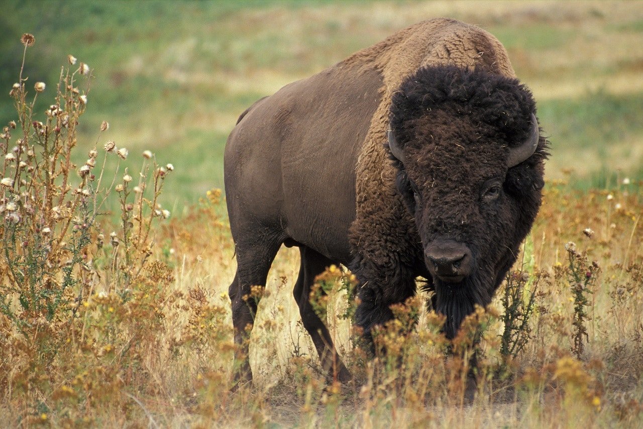Watch: The Biggest Bison ‘Big Bull’ Ever Recorded with Video (3,800 pounds)