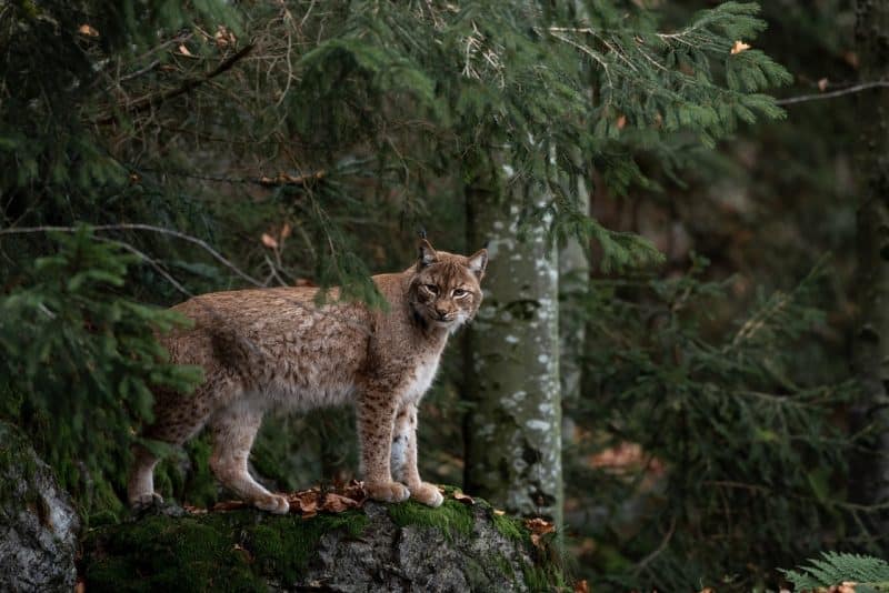 bobcat: animals in tennessee