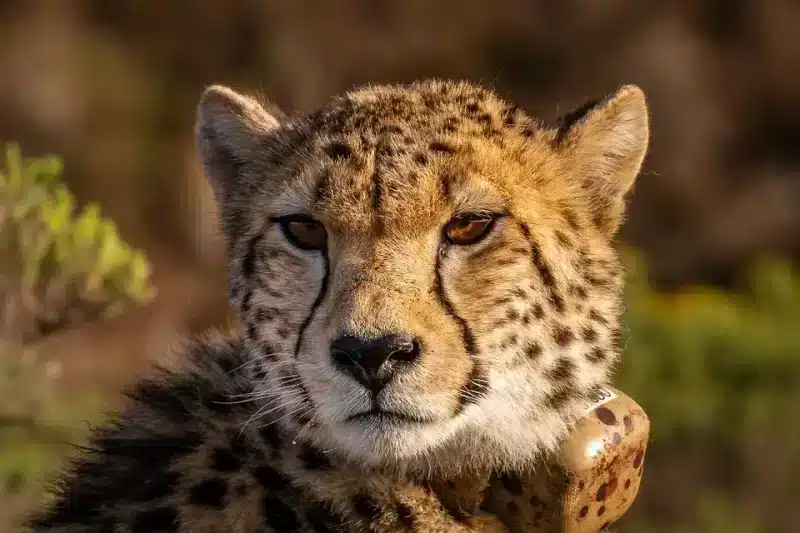 Cheetah, South Africa | AnimalsAroundtheGlobe - Fastest land animal in the world