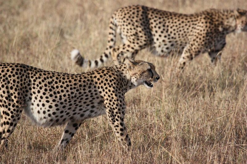 The Top 10 Fastest Animals in The World, Cheetahs in Africa | AnimalsAroundtheGlobe