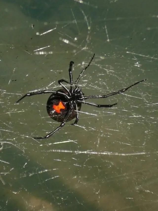Black Widow Spider 