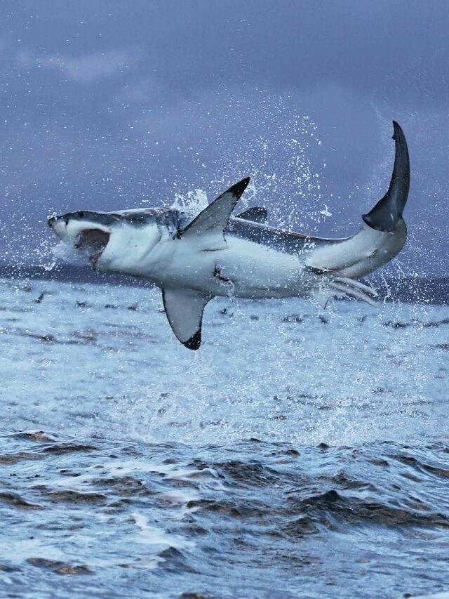 cropped-great-white-shark.jpg