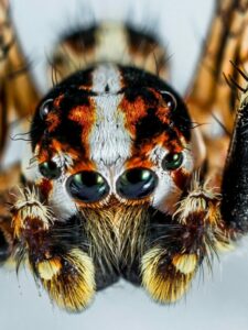 cropped-jumping-spider.jpg