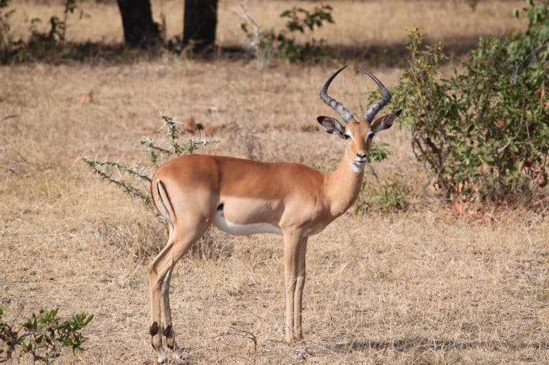 Gazelle - animals that start with g