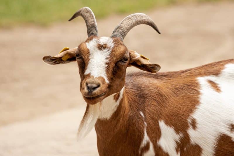 goat top 10 animals that saved lives