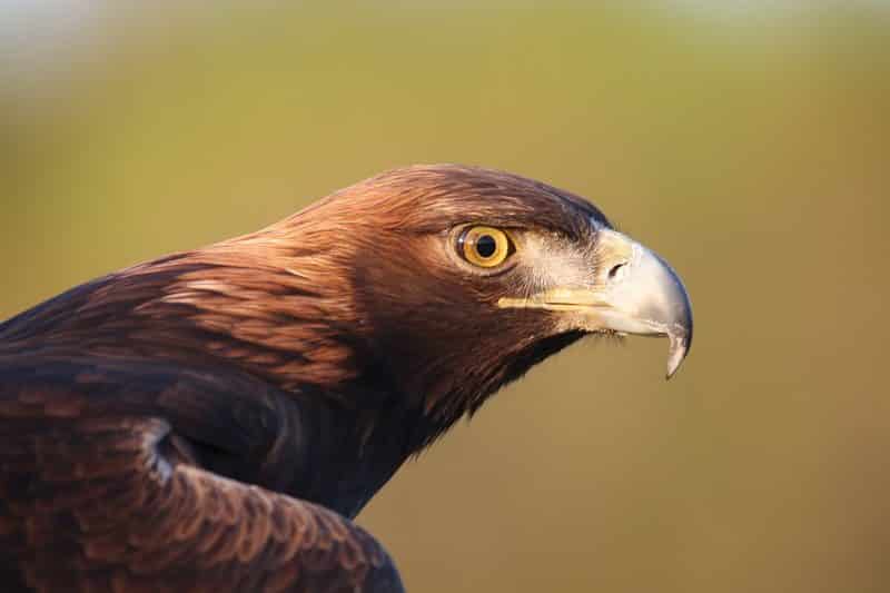 golden eagle, Animals of Colorado