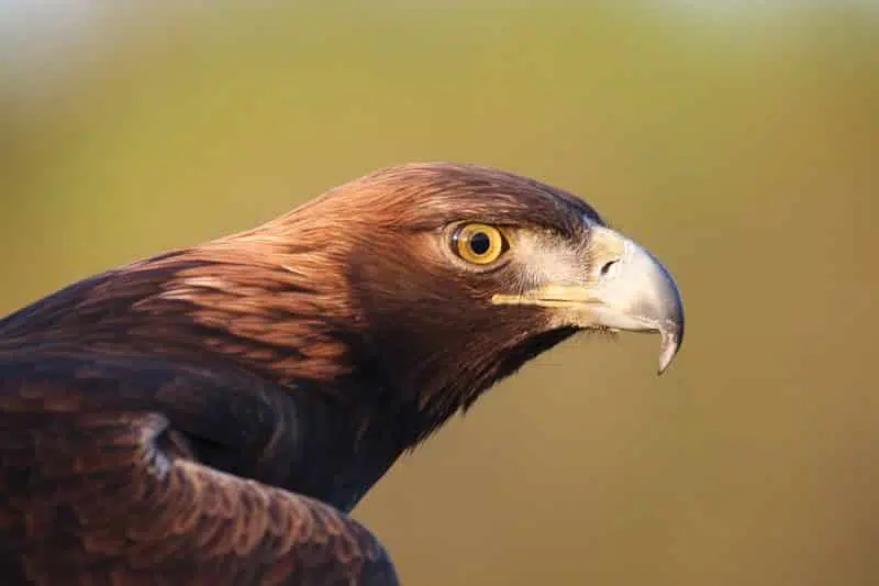 The Top 10 Fastest Animals in The World, Golden Eagle | AnimalsAroundtheGlobe