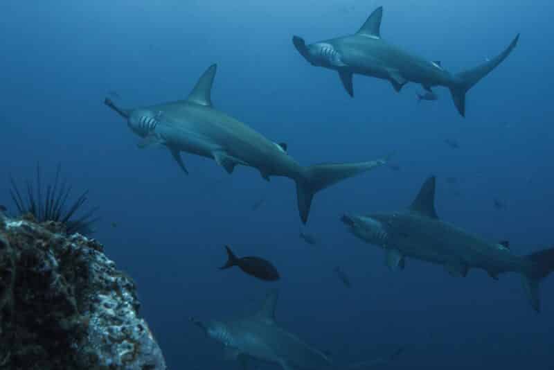 Hammerhead Shark - animals that start with h