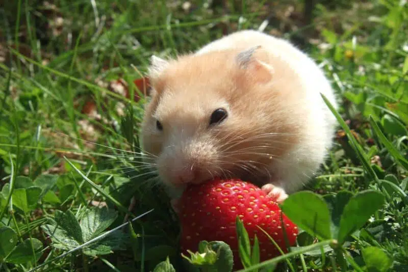 Hamster - animals that start with h