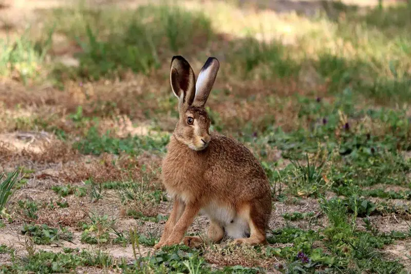 Hare - animals that start with H